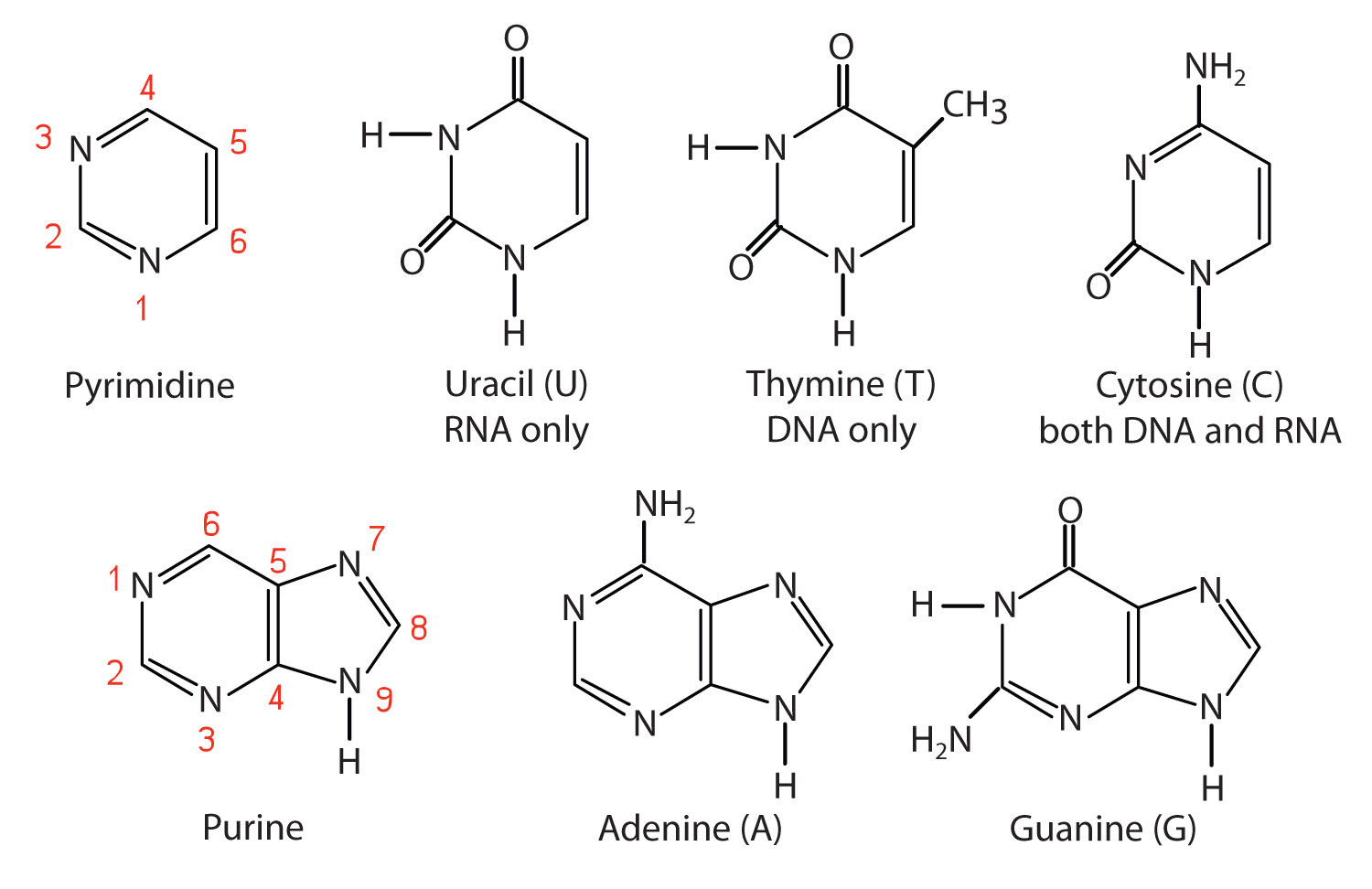 1500x972 Nucleotides And Nucleic Acids - Dna Structure Drawing