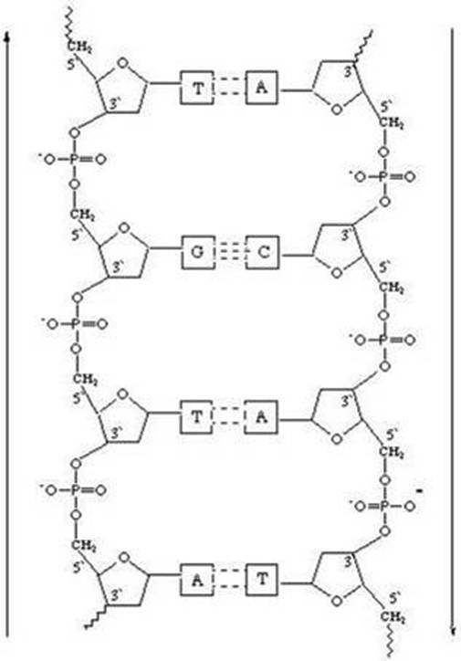 505x724 dna drawing dna model for free download - Dna Structure Drawing