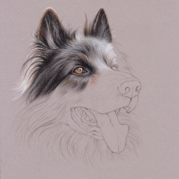 600x600 Uart Tip Drawing Fur With Colored Pencils Step - Do Drawing