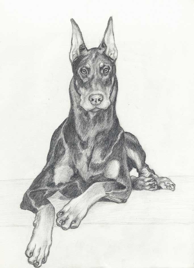 Doberman Pinscher Drawing at Explore collection of