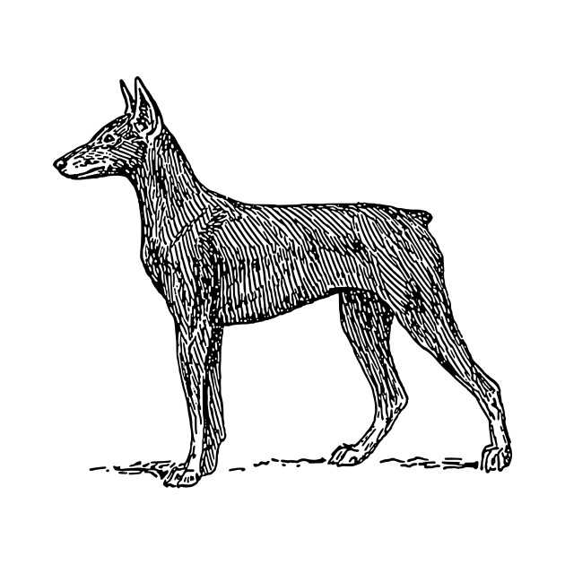 630x630 doberman drawing - Doberman Drawing
