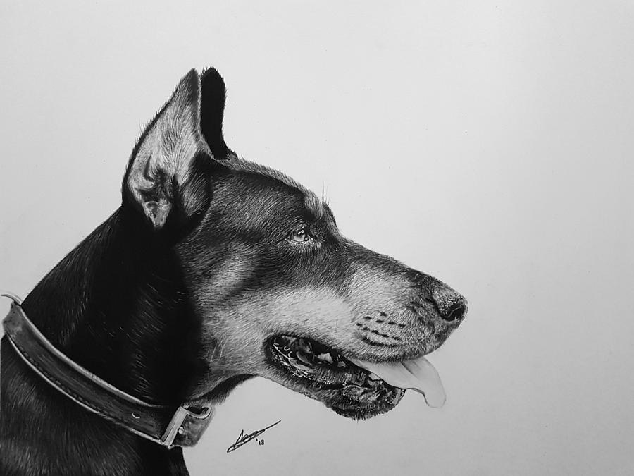 900x675 doberman drawing - Doberman Drawing