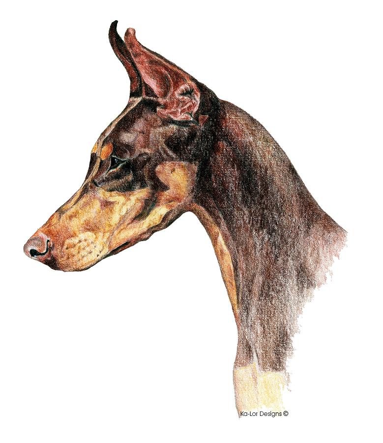 779x900 doberman pinscher drawing - Doberman Drawing
