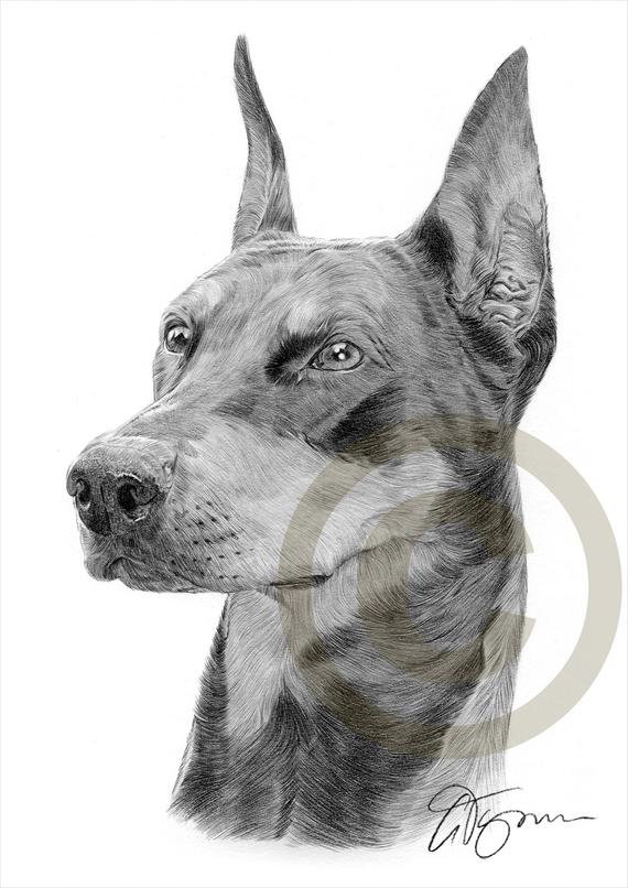 570x806 dog doberman pinscher pencil drawing print artwork signed - Doberman Drawing