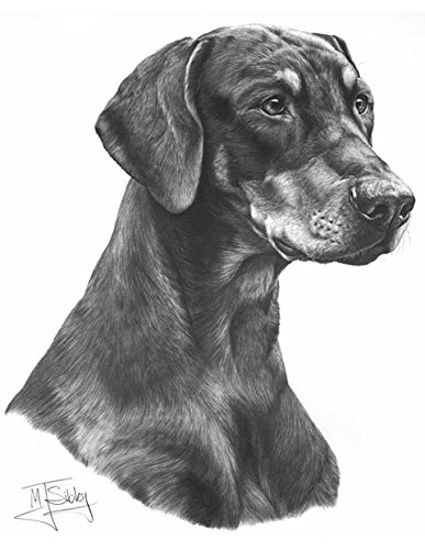 387x500 gdf galleries doberman drawing giclee print - Doberman Drawing