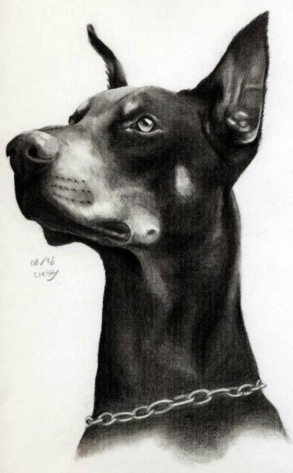 596x960 happy first birthday to my eva bear!!! raider - Doberman Drawing