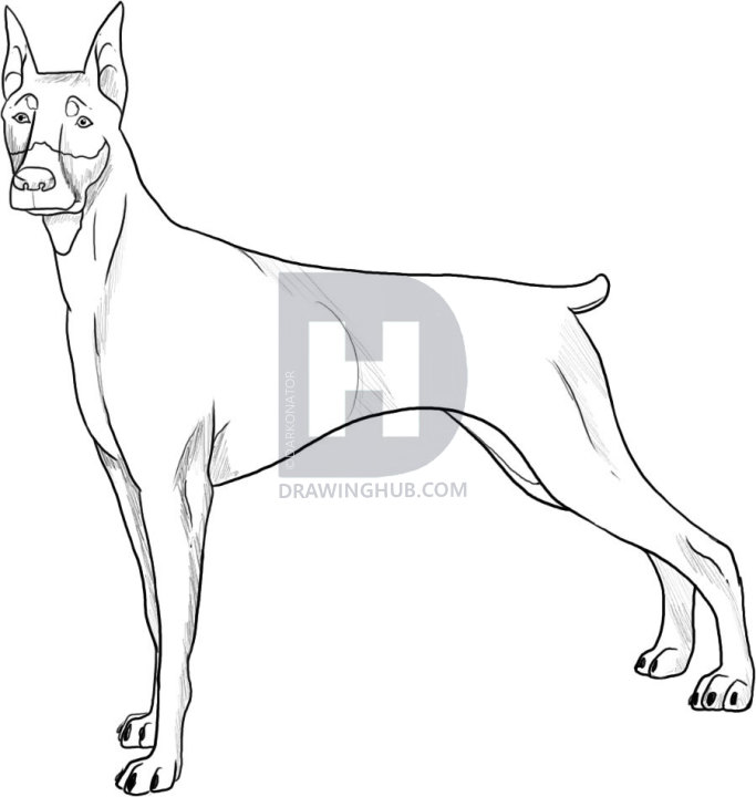 683x720 how to draw a doberman, step - Doberman Drawing