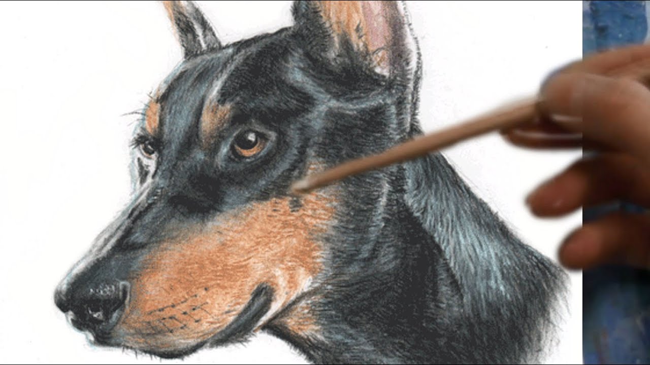 1280x720 how to draw doberman realism with pastel pencils - Doberman Drawing