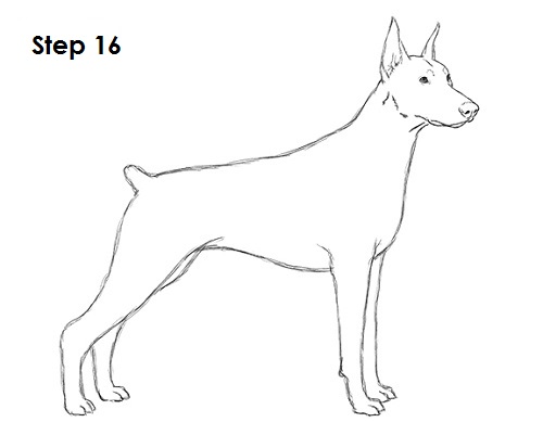 500x401 how to draw a doberman pinscher - Doberman Drawing