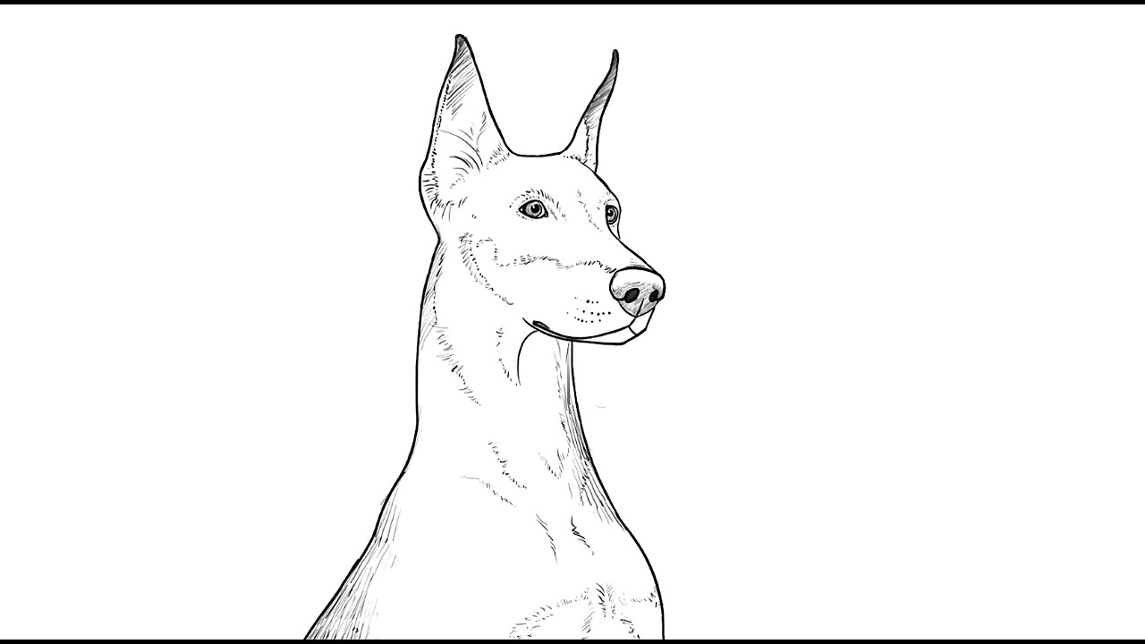 1280x720 how to draw doberman dog - Doberman Drawing