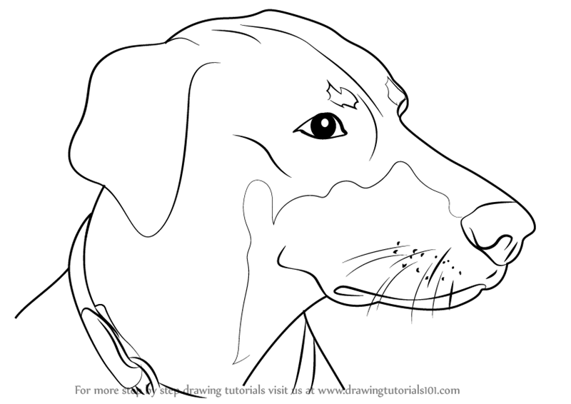 800x566 learn how to draw doberman face - Doberman Drawing