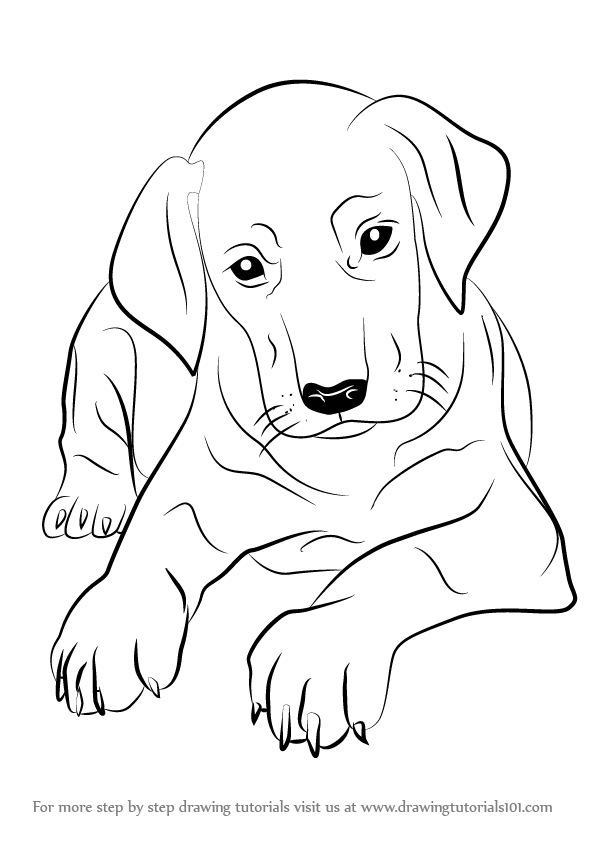 596x843 learn how to draw doberman puppy - Doberman Drawing