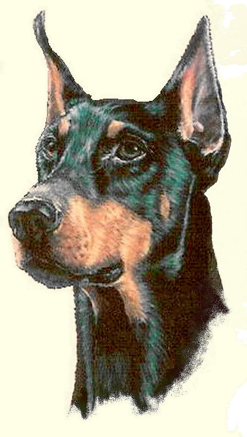 509x900 proud doberman drawing - Doberman Drawing