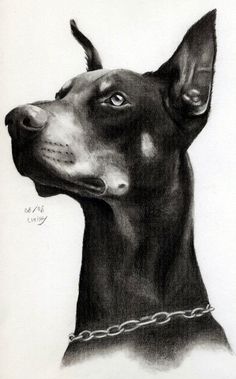 Doberman Pinscher Drawing at PaintingValley.com | Explore collection of ...