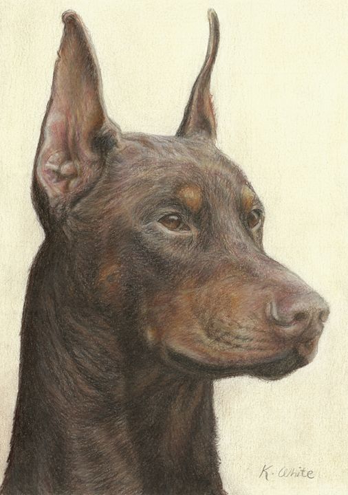 506x720 doberman pinscher - Doberman Pinscher Drawing