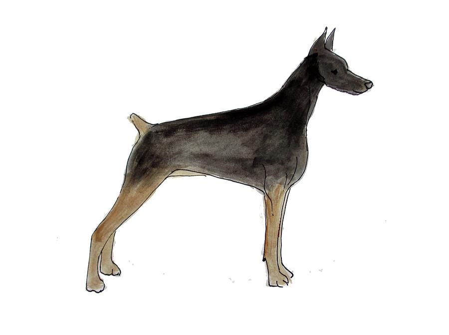 900x671 doberman pinscher drawing - Doberman Pinscher Drawing