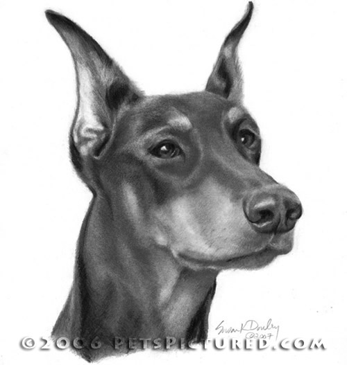 Doberman Pinscher Drawing at PaintingValley.com | Explore collection of ...