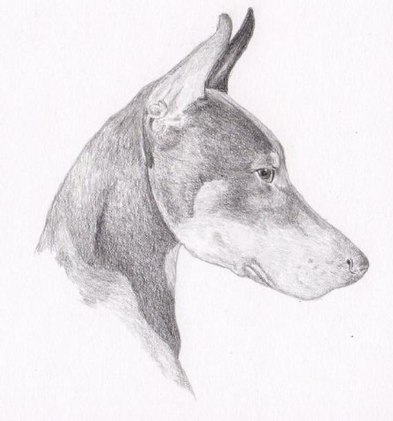 570x611 doberman pinscher signed personalized original pencil drawing etsy - Doberman Pinscher Drawing