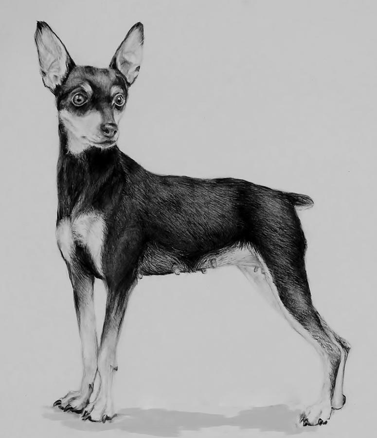 775x900 doberman drawing free download - Doberman Pinscher Drawing