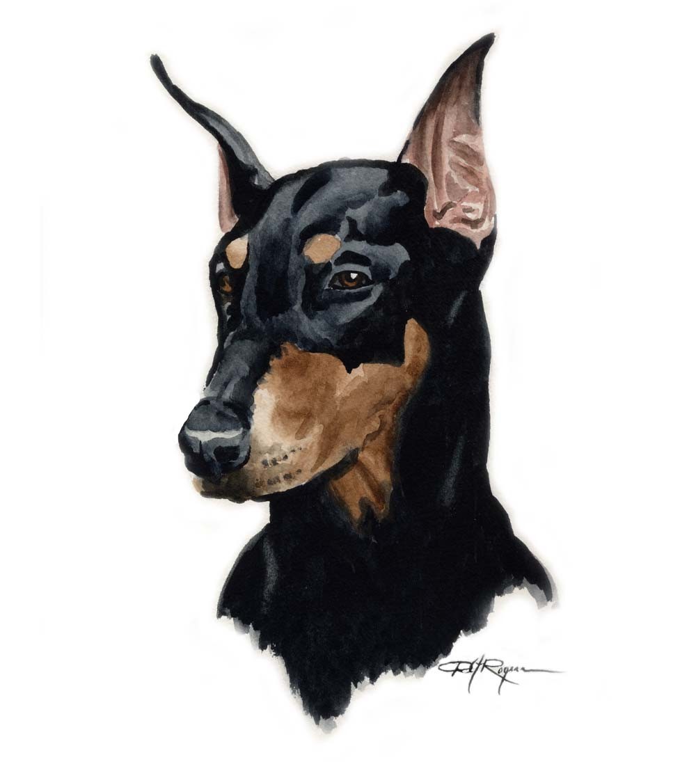 1000x1095 drawn doberman pinscher dog photo and wallpaper beautiful drawn - Doberman Pinscher Drawing