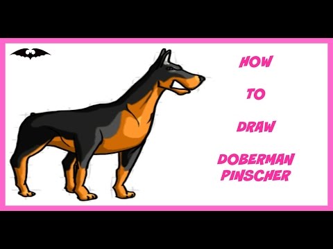 480x360 how to draw a doberman pinscher for beginner - Doberman Pinscher Drawing