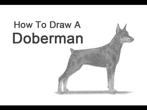 480x360 how to draw a doberman pinscher! - Doberman Pinscher Drawing