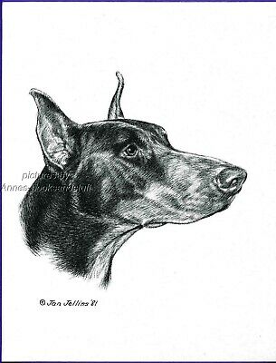 Doberman Pinscher Drawing at PaintingValley.com | Explore collection of ...