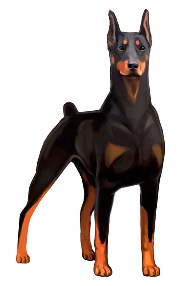 360x570 my hand drawn doberman pinscher portrait leave me a comment if - Doberman Pinscher Drawing