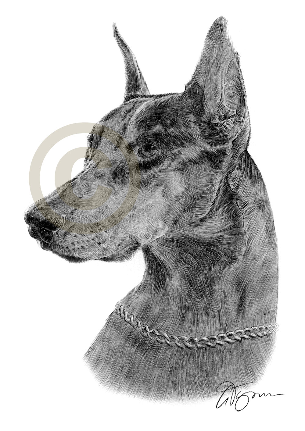 1000x1414 doberman pinscher art pencil drawing print signed dog - Doberman Pinscher Drawing