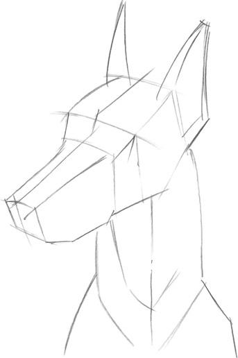 343x516 doberman pinscher - Doberman Pinscher Drawing