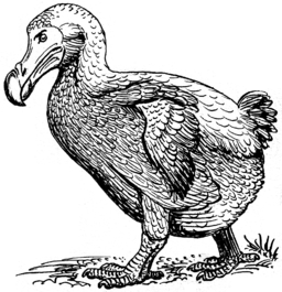 256x265 Dodo Bird Facts Lesson For Kids - Dodo Bird Drawing