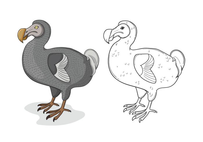 700x490 Grey Dodo Bird Illustration - Dodo Bird Drawing