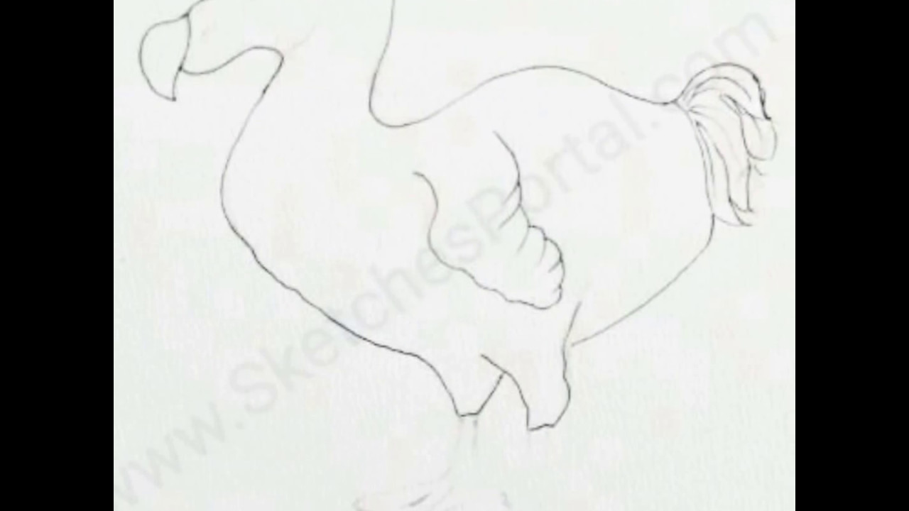 1280x720 How To Draw A Dodo In Steps - Dodo Bird Drawing