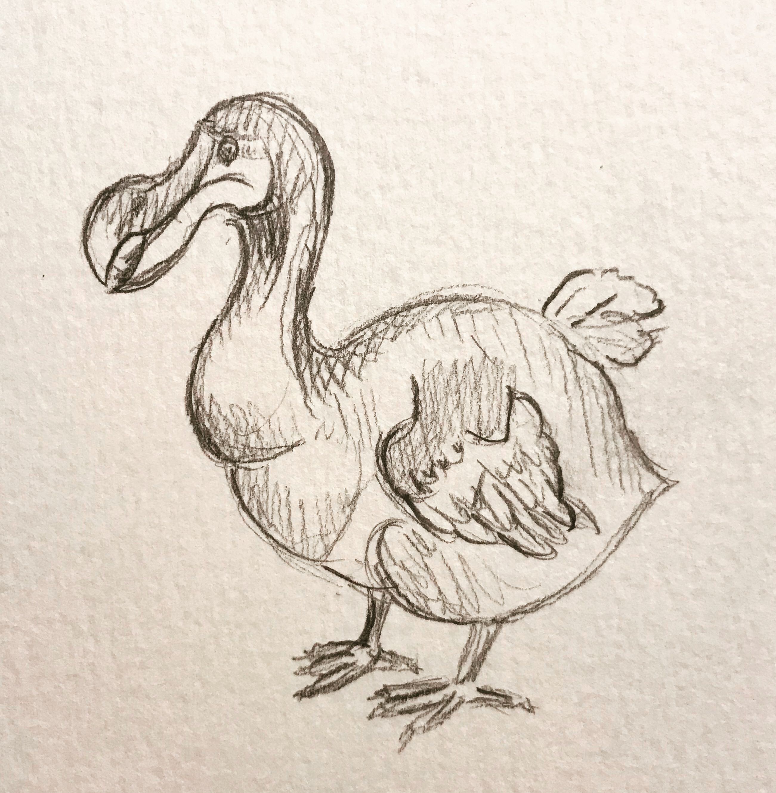 March - Dodo Bird Drawing. 