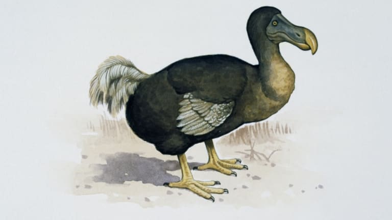 768x432 Scientists Say Dodo Birds May Actually Have Been Pretty Smart - Dodo Bird Drawing
