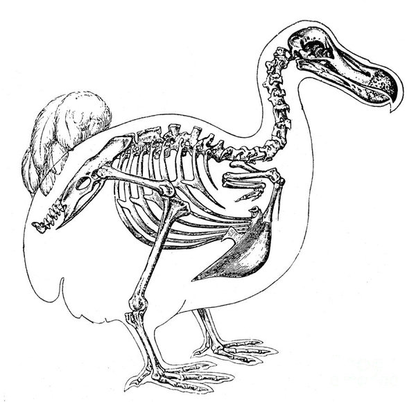600x580 Skeleton And Outline Of Dodo Bird Poster - Dodo Bird Drawing