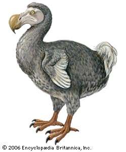 249x300 Dodo Bird, History, Facts - Dodo Bird Drawing