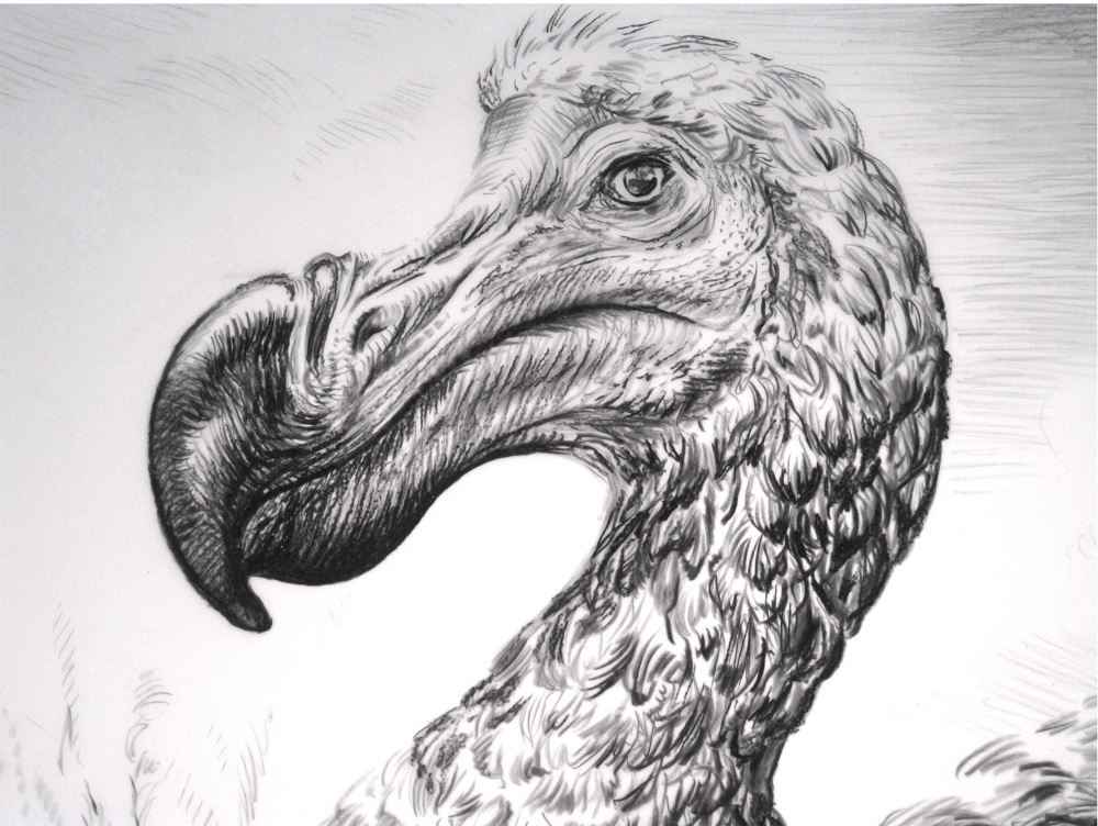 1000x752 dodo - Dodo Bird Drawing.