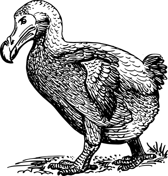 570x595 Dodo Bird Drawing Clip Art - Dodo Bird Drawing