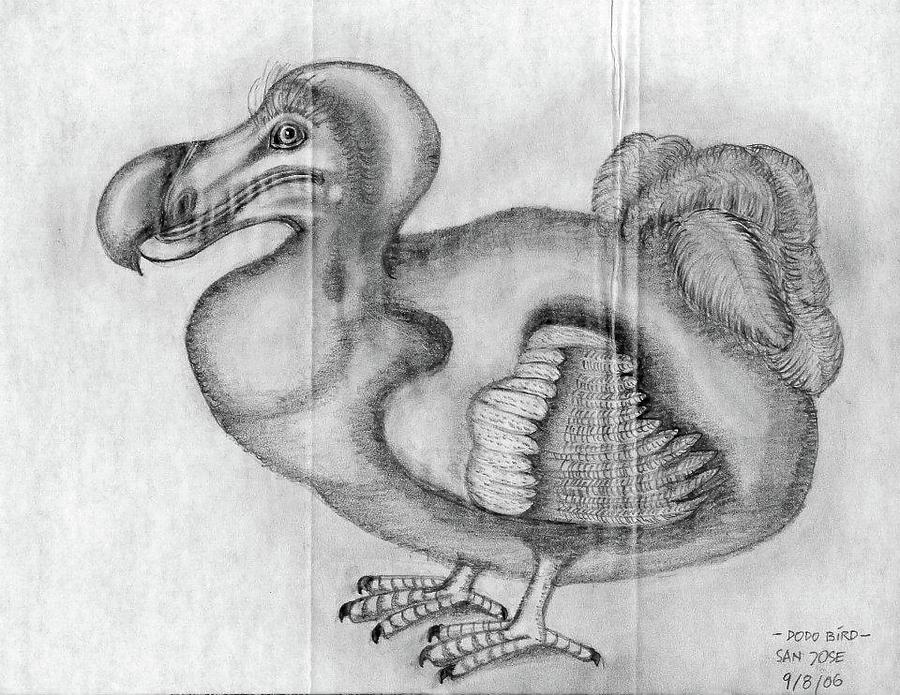 900x695 Dodo Bird Drawing - Dodo Bird Drawing