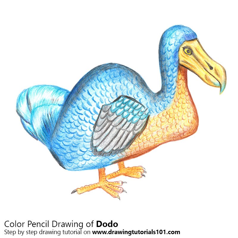 800x800 dodo colored pencils - Dodo Drawing