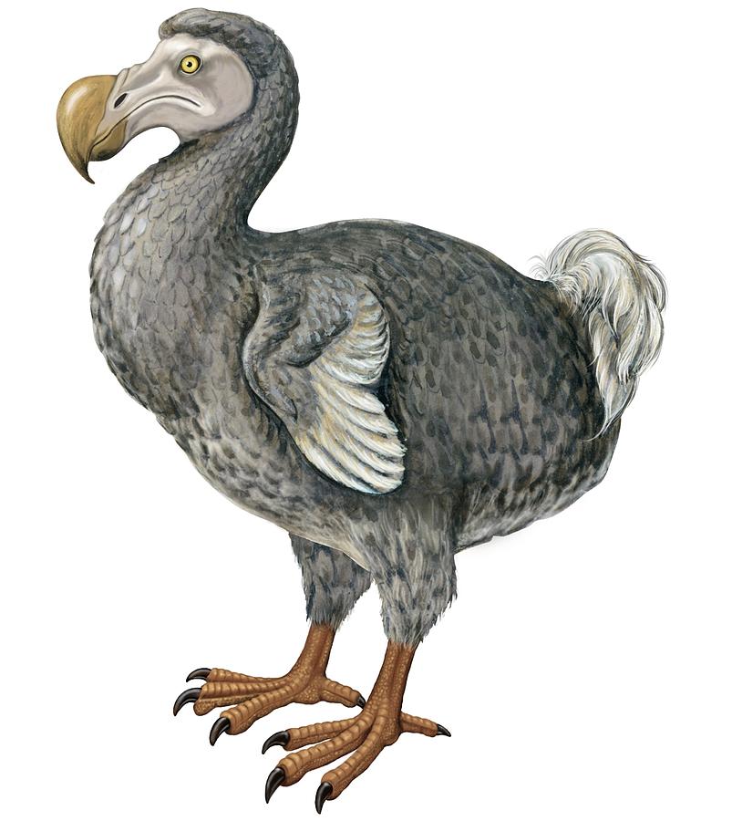 803x900 dodo drawing - Dodo Drawing