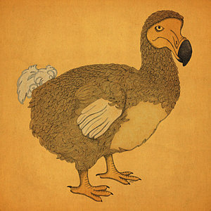 300x300 dodo drawings fine art america - Dodo Drawing