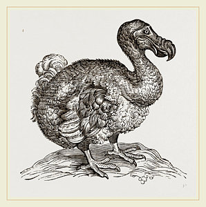 298x300 dodo from bontius drawing - Dodo Drawing
