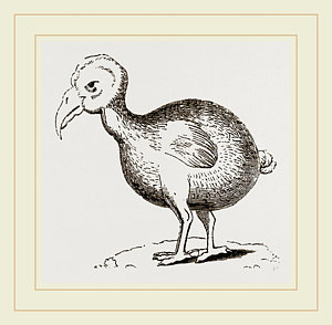 300x294 dodo from herbert drawing - Dodo Drawing