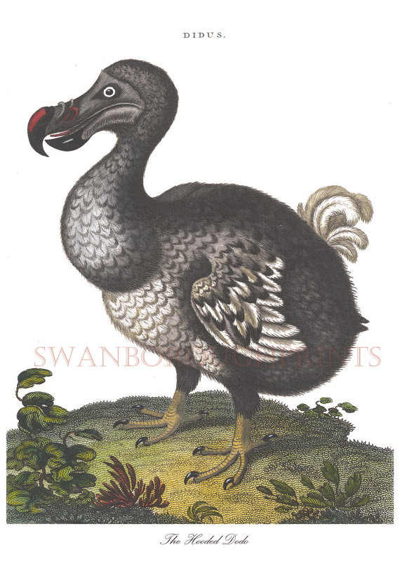 570x807 dodo print vintage drawing illustration dodo picture nursery - Dodo Drawing