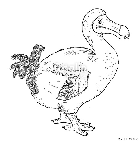493x500 drawing of dodo dront - Dodo Drawing