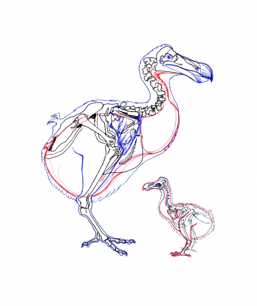 503x600 extinct species - Dodo Drawing