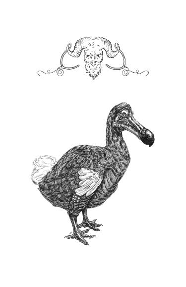 375x577 grotesque dodo drawing - Dodo Drawing