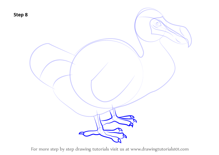 843x596 learn how to draw a dodo - Dodo Drawing